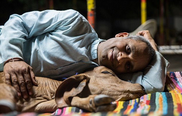 Hàng ngày, Vijay ăn ngủ cùng với đàn bò của mình