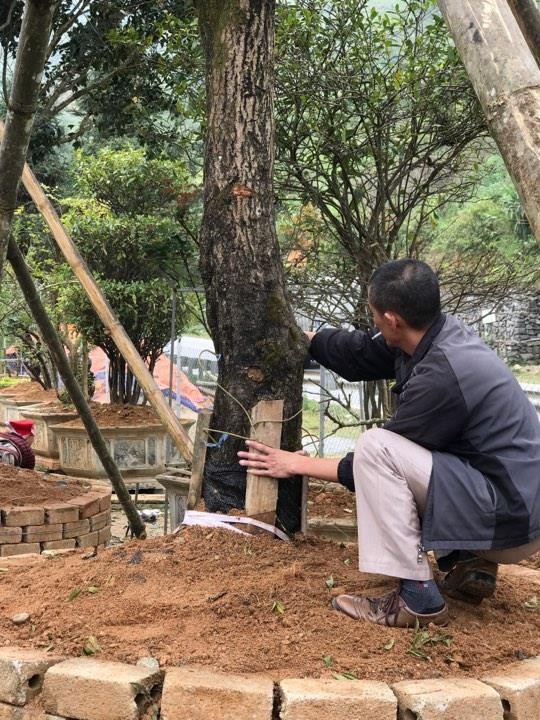 Đại gia cõng bao tải tiền, đổi ô tô tiền tỷ mua 4 cây mộc hương trăm tuổi - 4
Những cây mộc hương này đều là những cây cổ thụ được trồng từ thời Pháp thuộc