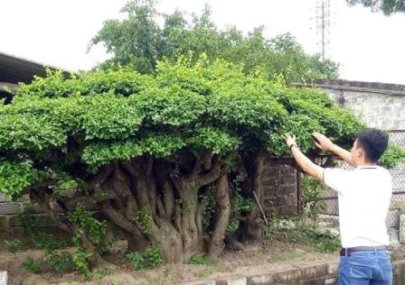 "Cụ" duối gần 300 tuổi giá 1,2 tỷ “ăn đứt” xe Camry có gì đặc biệt? - 11
Hàng trăm khách, người chơi cây, buôn cây, ai đến cũng đều ngẩn ngơ trước vẻ đẹp của cây duối này. Song, vẫn chưa có đại gia nào giao dịch thành công cây duối cổ này.