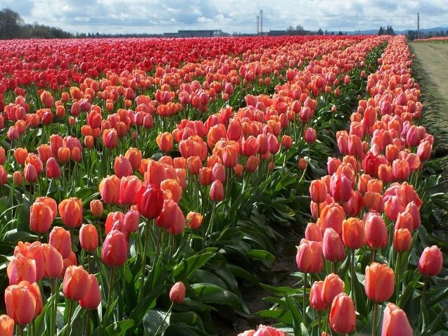 Mỹ: 7 cánh đồng hoa tulip không nên bỏ qua trong mùa xuân này - 4 Mỹ: 7 cánh đồng hoa tulip không nên bỏ qua trong mùa xuân này - 4