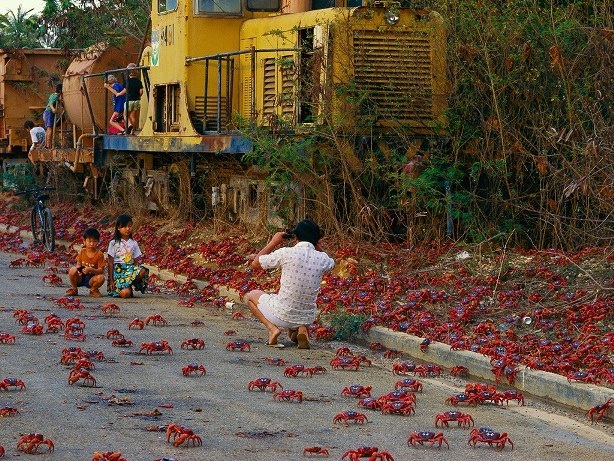 Những cuộc di cư đáng kinh ngạc của thế giới động vật - 4 Những cuộc di cư đáng kinh ngạc của thế giới động vật - 4