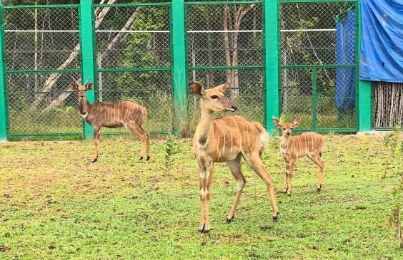 Đại gia đình Vinpearl Safari Phú Quốc đón thêm thành viên mới - 4 Đại gia đình Vinpearl Safari Phú Quốc đón thêm thành viên mới - 4