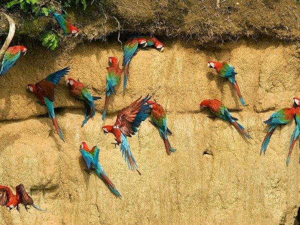 Những bức ảnh cho thấy con người đã phá hủy rừng Amazon như thế nào? - 4 Những bức ảnh cho thấy con người đã phá hủy rừng Amazon như thế nào? - 4