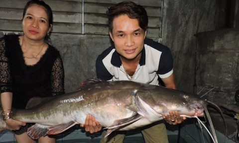 Đại gia xẻ thịt cặp cá lăng 200 kg làm đại tiệc mời khách - 5
Cá lăng có trọng lượng “khủng” câu được trên sông Sêrêpốk