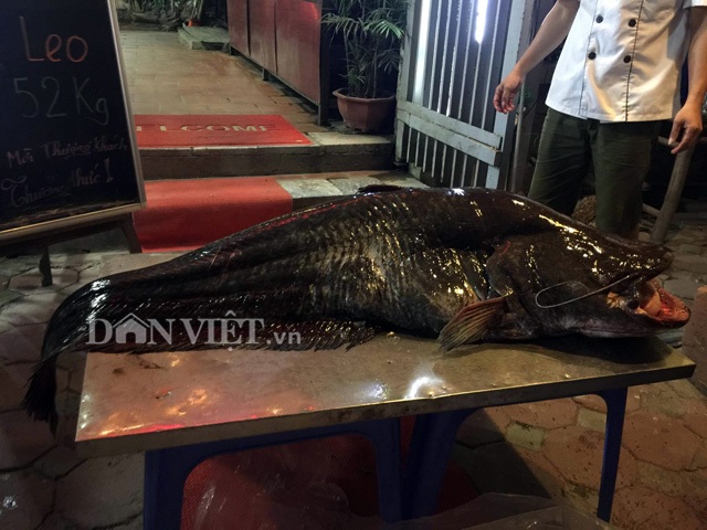 Cá leo 'khủng' nặng 52kg, dài bằng người lớn tiền triệu/kg ở Thủ đô - 5 Cá leo 'khủng' nặng 52kg, dài bằng người lớn tiền triệu/kg ở Thủ đô - 5
