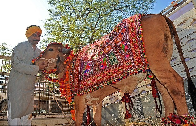 Đầu năm, Vijay đã tổ chức đám cưới cho chú bò Poonam và cô bò Arjun Arjun