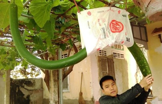 Mít dài cả mét, chuối nặng 1kg: Không dám ăn 1 mình - 5 
Quả bầu dài tới 2,15 m của gia đình cụ Du