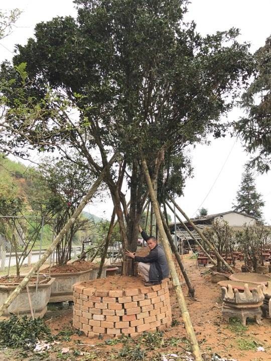 Đại gia cõng bao tải tiền, đổi ô tô tiền tỷ mua 4 cây mộc hương trăm tuổi - 5
Có cây thân cao tới gần chục mét