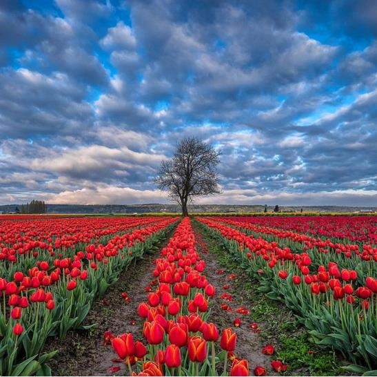 Mỹ: 7 cánh đồng hoa tulip không nên bỏ qua trong mùa xuân này - 5 Mỹ: 7 cánh đồng hoa tulip không nên bỏ qua trong mùa xuân này - 5