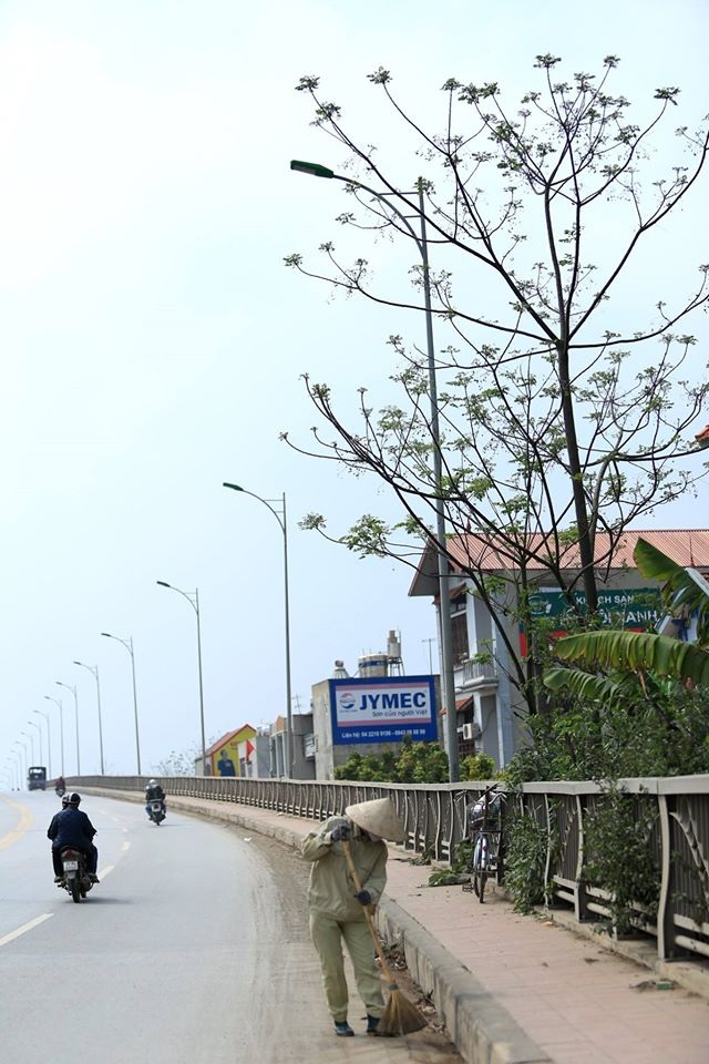 Hoa xoan dịu dàng gợi nhớ tuổi thơ - 5