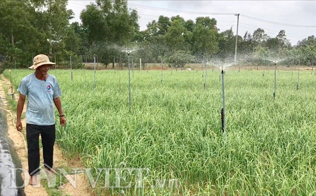 Tỏi Lý Sơn vào bờ, trồng 2 sào lãi 30 triệu đồng - 2 Một góc ruộng tỏi của ông Là.