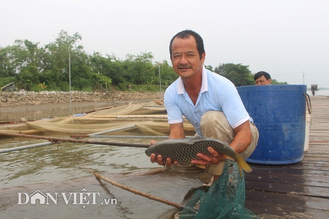 Chơi sang cho cá chép ăn đậu Úc, nông dân Thái Bình thu tiền tỷ - 2 Chơi sang cho cá chép ăn đậu Úc, nông dân Thái Bình thu tiền tỷ - 2