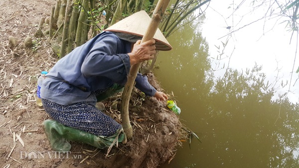Dùng chai nhựa thải bẫy cáy, nông dân Cố đô kiếm 1 triệu đồng/ngày - 2
Công việc săn, bắt cáy của bà con Kim Sơn diễn ra từ đầu hè cho đến hết mùa thu.