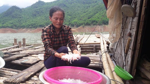 "Săn" cá hiếm, mỗi năm chỉ có một lần trong lòng hồ sông Đà - 2 Chị Nguyễn Thị Dung cho biết, cá ngần chỉ xuất hiện vào những ngày cuối tháng 6.