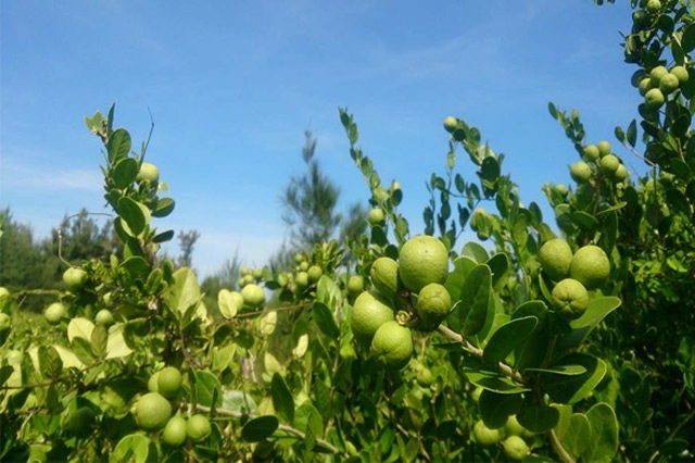 Quảng Ngãi: Ngỡ ngàng rừng cam đường dại trĩu quả trên đảo Bé - 2 Cam đường dại (ảnh facebook Cao Ngọc Cảnh)