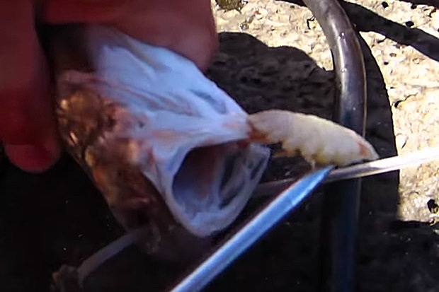 Video: Cận cảnh gắp “quái vật” chuyên ăn lưỡi nạn nhân - 3
Khoảnh khắc ký sinh trùng bị lôi ra ngoài.