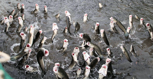 Cần Thơ: Resort “hất cẳng” những đàn cá lóc... bay - 2
Cá lóc bay, điểm tham quan độc đáo trên Cồn Sơn. Ảnh: H.X