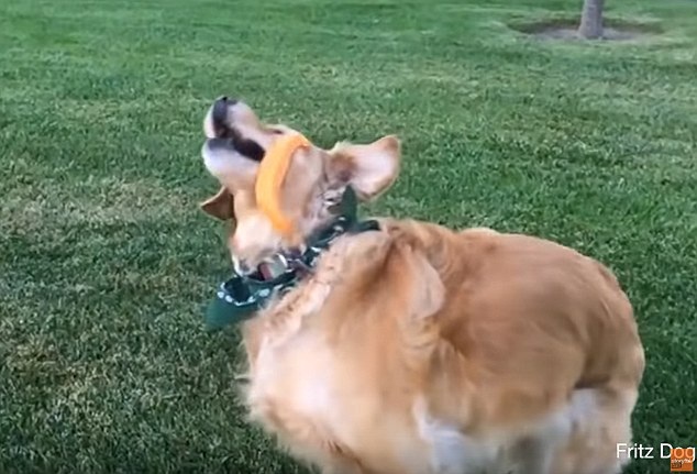 Chú chó vụng về nhất thế giới, chưa bao giờ bắt nổi đồ ăn - 2
Chú chó vụng về nhất thế giới ở thời điểm hiện tại.