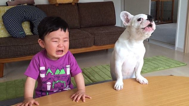 Đáng yêu khoảnh khắc bé 1 tuổi òa khóc vì bị cún cưng giành bánh - 5 Chú cún Baloo cũng kêu lên cùng chủ