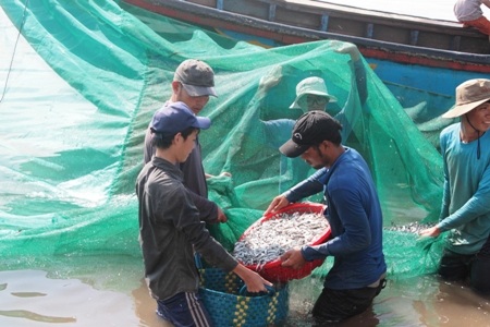 Gặp đàn cá cơm dày đặc, ngư dân Ninh Thuận hốt bạc triệu - 2 Mùa cá năm nay ngư dân phấn khởi. Ảnh: C.T
