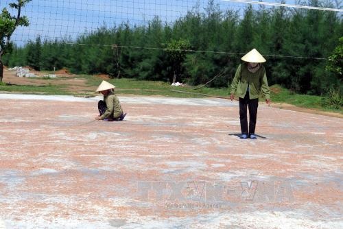 Lãi 2 triệu/ngày nhờ trúng đậm ruốc biển tươi rói - 2 Người dân phơi ruốc ngay sau khi đánh bắt về. Ảnh Công Tường/TTXVN