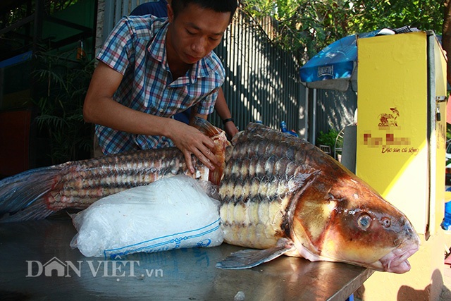 Cặp cá nhà giàu "bay" từ Biển Hồ về Thủ đô giá hơn nửa chỉ vàng mỗi kg - 2
Đại diện của một nhà hàng trên đường Cầu Giấy, Hà Nội - nơi cá sọc dưa khủng lồ vừa đặt chân tới Thủ đô ngồi bàn tiệc cho biết, đây là hai con cá sọc dưa được ngư dân Campuchia ở Biển Hồ đánh bắt rồi bán cho nhà hàng.