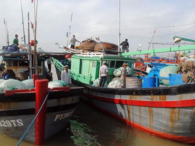 Chuyện ly kỳ về ngôi làng có 5-6 thế hệ đi đánh cá ngừ đại dương - 6 
Đội tàu thuyền chuyên được dùng để đi đánh cá ngừ đại dương.