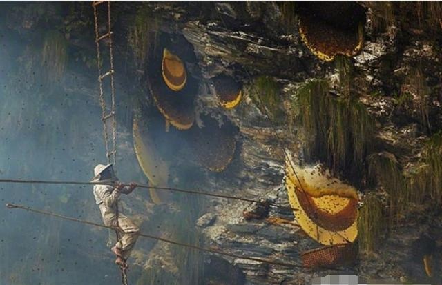 Treo mình giữa vực sâu để tìm loại mật ong "đắt hơn vàng" - 2 Cận cảnh quá trình “thu hoạch” mật ong Elvish trên vách núi cheo leo