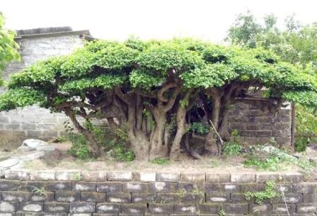 "Cụ" duối gần 300 tuổi giá 1,2 tỷ “ăn đứt” xe Camry có gì đặc biệt? - 2
Nhìn từ xa, cụ duối cổ gần 300 năm tuổi này có dáng rất bề thế, cố kính, bách tán, là xanh mướt tượng trưng cho sự sinh sôi nảy nở, sự trường tồn...