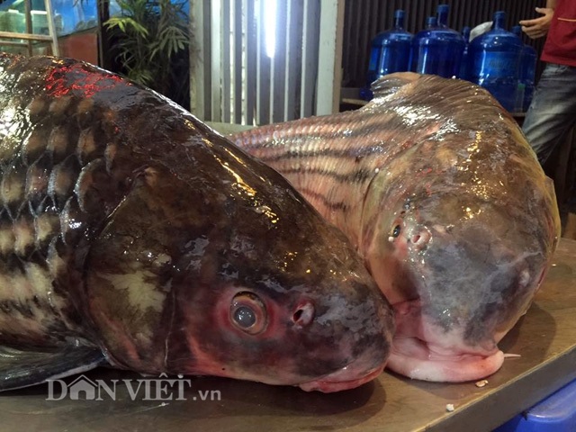 Cặp "quái ngư" trên dòng Mê Kông: Cá trà sóc khủng lồ 70 kg ở Thủ đô - 2
Cặp cá này được một ngư dân Campuchia câu được tại Biển Hồ (Campuchia).
