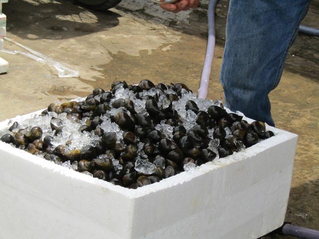 Đưa ốc bươu đi tàu bay, kiếm cả triệu/ngày - 2 Ốc bươu được phủ nước đá trước khi đưa lên máy bay chở ra Đà Nẵng, Hà Nội.