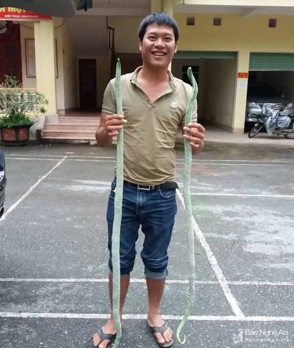 Mít dài cả mét, chuối nặng 1kg: Không dám ăn 1 mình - 6 
2 quả mạc tệt dù còn khá non nhưng cũng dài hơn 1m.