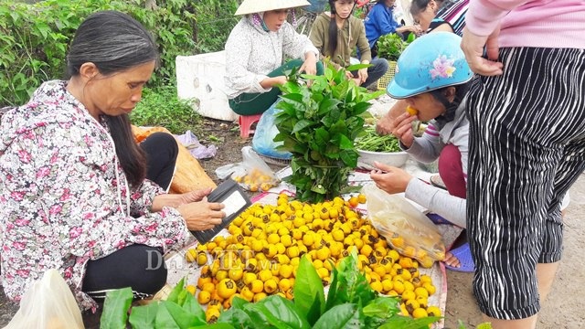 Về xứ sở hồng không hạt cổ thụ, người dân thu 8 tỷ đồng mỗi vụ - 2 Hồng không hạt được mùa, được giá nên người dân Nam Anh rất vui mừng, phấn khởi. Ảnh: Lê Tập