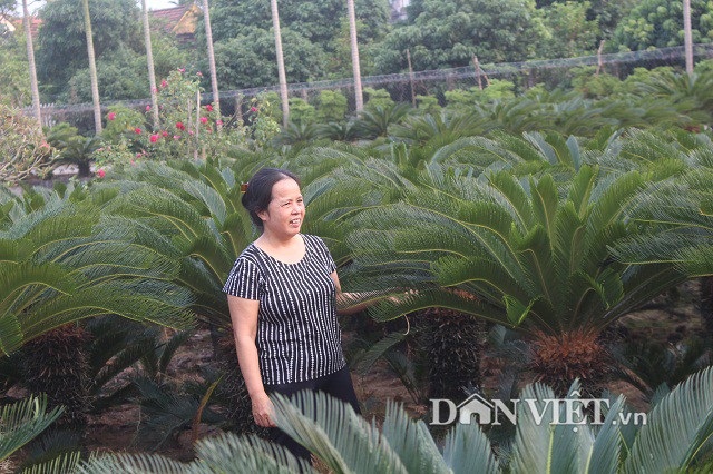 Đếm lá thu tiền từ ...700 cây vạn tuế | Báo Dân trí Đếm Lá Thu Tiền Từ ...700 Cây Vạn Tuế | Báo Dân Trí