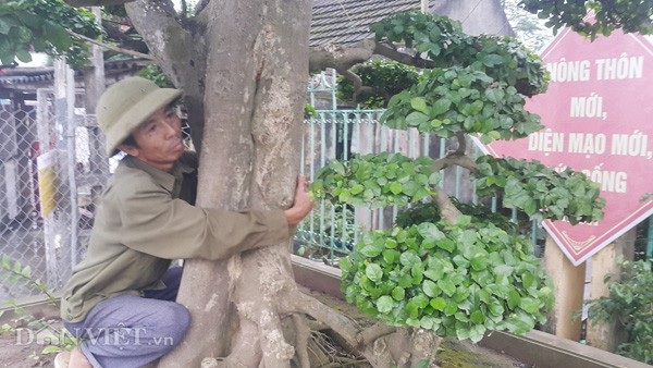 Duối kiểng cổ thụ 'tình phụ tử' hơn 120 tuổi giá tiền tỷ ở Ninh Bình - 2 Thân cây kiểng cổ thụ to một người ôm.