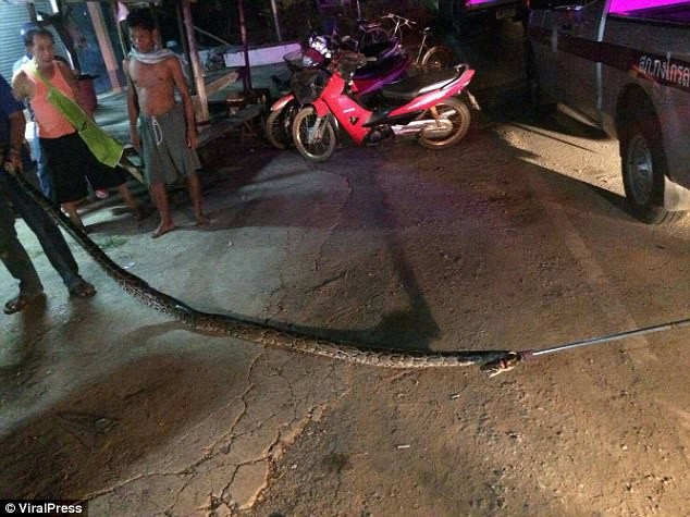 Thái Lan: Bắt trăn khủng về nuôi, hôm sau bị siết tới chết - 2 Con trăn dài tới hơn 6 mét.