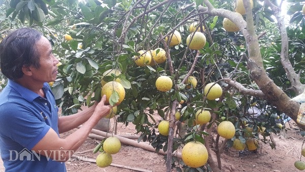 Trồng bưởi Tết thu hoạch kép, lão nông kiếm hàng trăm triệu - 2 Ông Thụ cho biết, nếu bà con đang lo không biết Trồng cây gì bán Tết mà nhà lại có đất rộng thì nên trồng thử nghiệm bưởi Diễn.