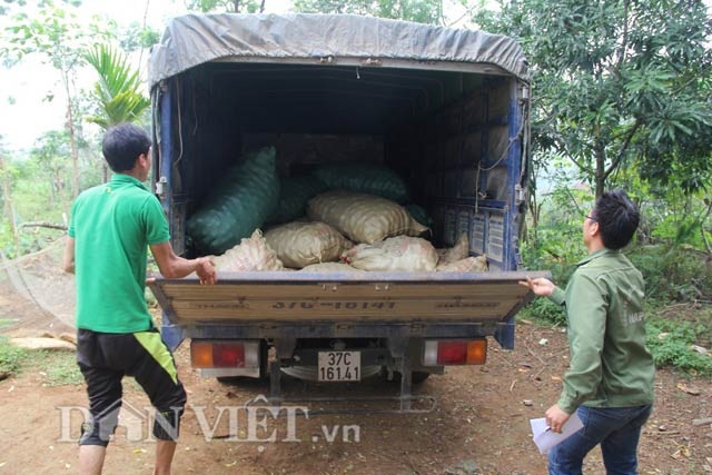 Hối hả thu hoạch chanh leo kiếm tiền sắm Tết - 5 Hối hả thu hoạch chanh leo kiếm tiền sắm Tết - 5