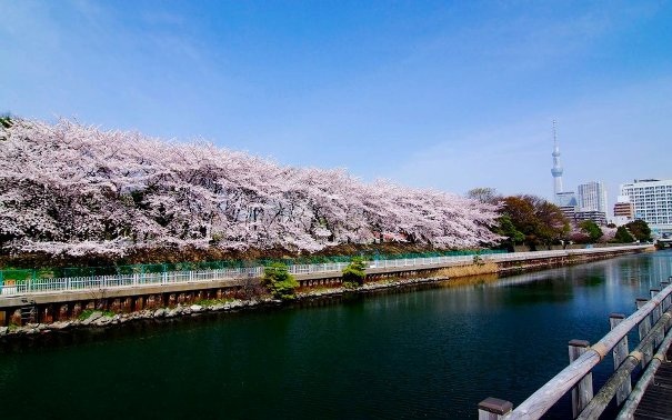 6 điểm tuyệt đẹp ngắm hoa anh đào ở Nhật Bản - 6