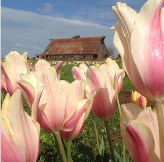 Mỹ: 7 cánh đồng hoa tulip không nên bỏ qua trong mùa xuân này - 6 Mỹ: 7 cánh đồng hoa tulip không nên bỏ qua trong mùa xuân này - 6
