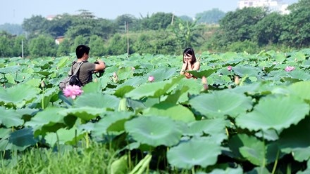 Chủ hồ sen mở dịch vụ thuê áo yếm, trang điểm thu bộn tiền - 7
Phó nháy và mẫu đưa nhau ra giữa hồ sen để sáng tác.