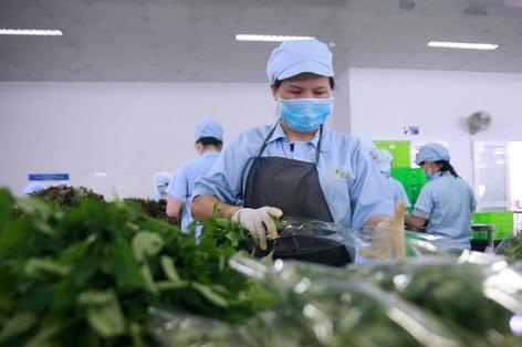 Trải nghiệm thú vị tại Nông trường VinEco Long Thành: Thì ra các nông sản sạch đã có một “hành trình” quy mô đến thế! - 7
Sau khi thu hoạch tại nhà kính, nhà màng, các loại rau củ, thực phẩm sạch sẽ được đưa vào phòng lạnh đóng gói cẩn thận.