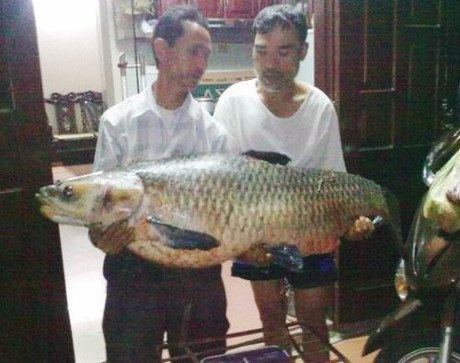 Cá trắm đen khổng lồ hiếm có: Mỗi lần xuất hiện gây xôn xao - 7
Cá trắm đen nặng 21kg câu được ở hồ Côn Sơn.