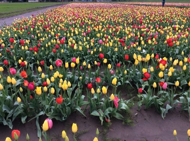 Mỹ: 7 cánh đồng hoa tulip không nên bỏ qua trong mùa xuân này - 7 Mỹ: 7 cánh đồng hoa tulip không nên bỏ qua trong mùa xuân này - 7