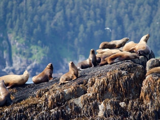 20 bức ảnh quyến rũ bạn đến Alaska - 7 20 bức ảnh quyến rũ bạn đến Alaska - 7