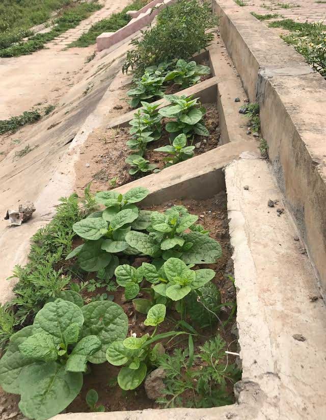 Khoét lỗ bê tông trồng rau: Hà thành sánh cùng Hà Giang - 8
... rau mùng tơi
