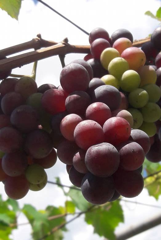 "Siêu nông dân ruộng bê tông": 35m2 sân thượng thu 2 tạ nho - 8 "Siêu nông dân ruộng bê tông": 35m2 sân thượng thu 2 tạ nho - 8