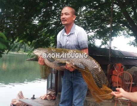 Cá trắm đen khổng lồ hiếm có: Mỗi lần xuất hiện gây xôn xao - 8
Cũng tại hồ Côn Sơn, cần thủ đã câu được 2 con trắm đen nặng 27kg và 31kg.