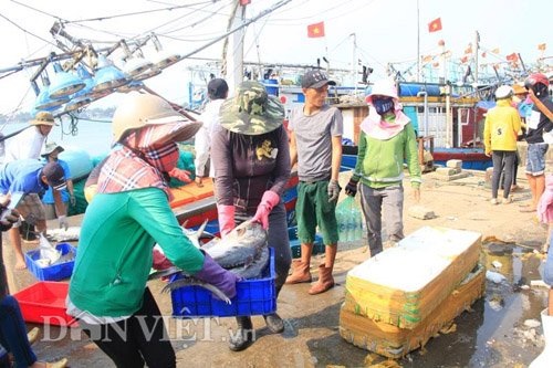 Nô nức nghe chuyện của người đánh mẻ cá bè vàng kỷ lục 160 tấn - 3 Tiểu thương đến thu mua cá bè vàng của ngư dân Tuấn rất đông, giá trung bình 40.000 đồng/kg. Ảnh: Ngọc Vũ