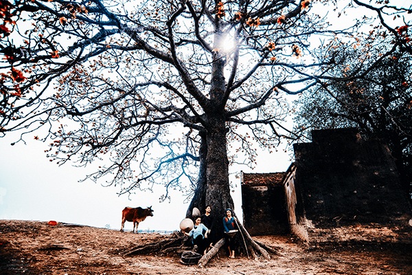 Tụ tập dưới gốc cây gạo